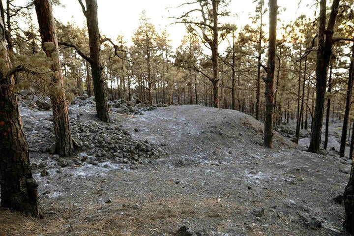 Nach dem Feuer war von dem Wald nicht mehr viel übrig. Überall all waren Asche und verbrannte Bäume zu sehen.