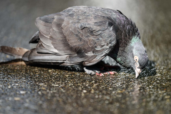 Auch die Tiere waren von der Trockenheit betroffen: Eine Taube versucht hier, Wasser aus einer verdunstenden Pfütze zu trinken.