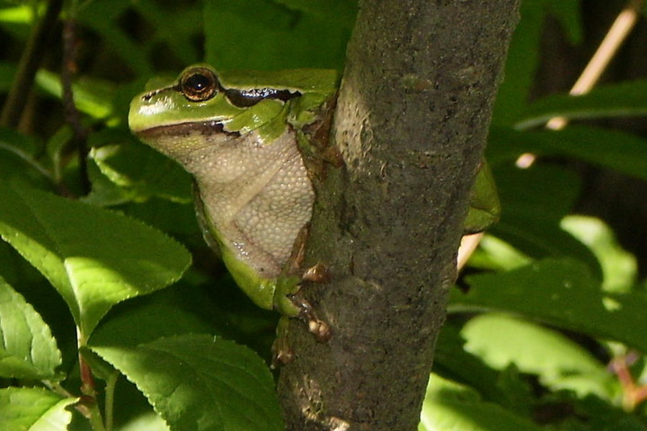Der Laubfrosch lebt im Gebiet des Holzberges.