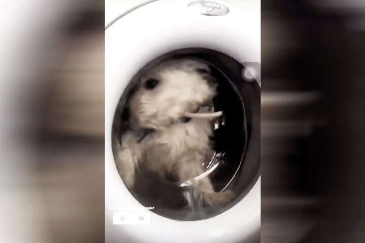 Der Terrier scheint große Angst zu haben.