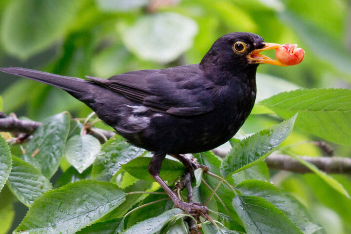 Die Amsel ist der bekannteste Vogel: drei Viertel der bayerischen Schüler kennen sie.