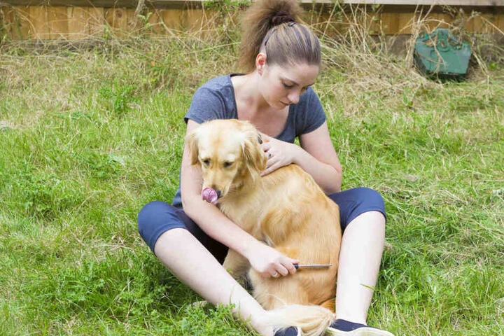 Auch wenn der Bello keinen Bock dazu hat, ein Hundefloh-Kamm ist ein prima Anti-Floh-Mittel.