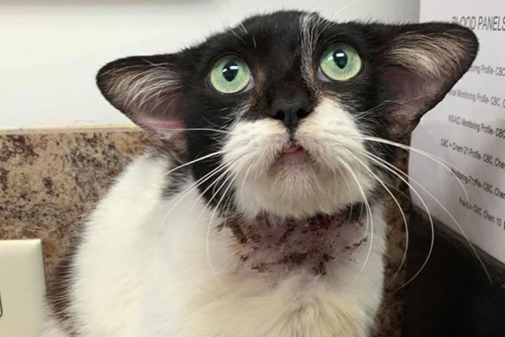 Gekonnt blickt die Katze nach oben, wirkt nachdenklich und intellektuell.