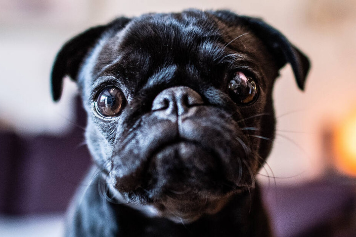 Der kleine Mops wünscht sich sicherlich auch, dass endlich Ruhe einkehrt.