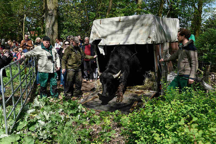 Beim Weideauftrieb wurden sechs Jungbullen auf das Gelände gelassen.