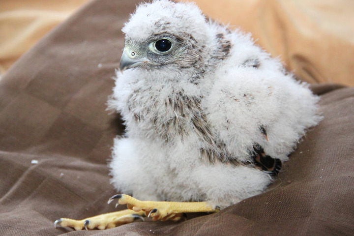 Ein wenige Wochen alter Turmfalke wird in Bad Elster wieder aufgepäppelt.