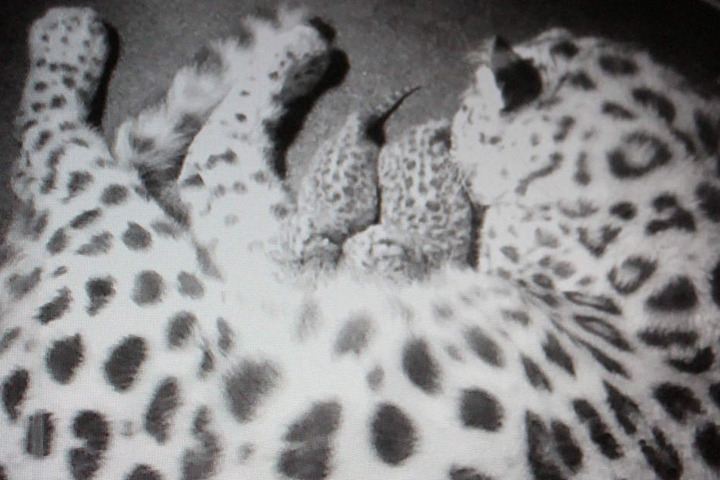 Ineinander gekuschelt liegen sie da: Mama Mia mit ihren Amurleoparden-Zwillingen.