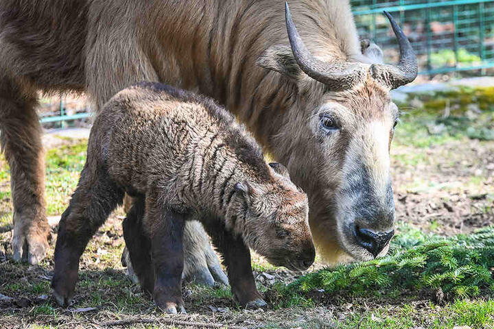 Das süße Goldtakin-Mädchen Banjong erkundet mit Mama Chengdu schon die Außenanlage.