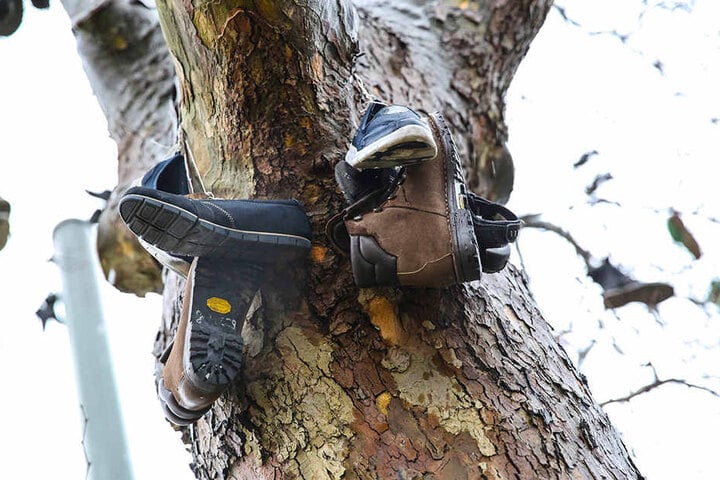 Dutzende gebrauchte Schuhe hängen auf Dresdens erstem Schuhbaum, der sogar einen Eintrag bei Google Maps hat.