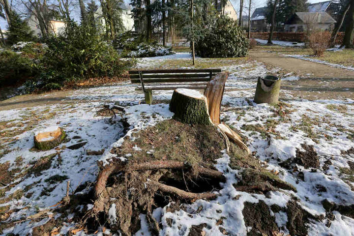 Der Stadtpark in Limbach-Oberfrohna hat unter Sturm Friederike gelitten. Die Schadenssumme beläuft sich auf 10 000 Euro. Insgesamt 14 Bäume mussten gefällt werden.