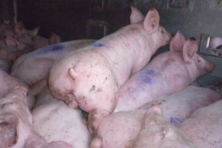 Auf der vorhandenen Ladefläche befanden sich ca. 100 Ferkel zu viel.