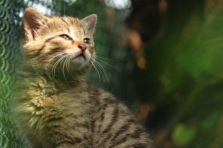 Sind die niedlich! So zuckersüß ist der Wildkatzennachwuchs.