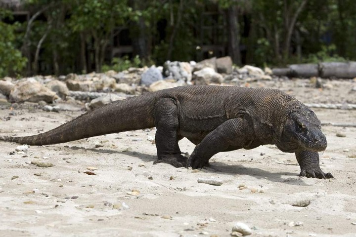 Der Urlauber wurde von einem riesigen Komodowaran angegriffen. (Symbolbild)