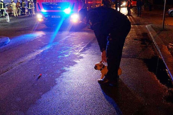 An der Unfallstelle taucht plötzlich dieses Hündchen auf.