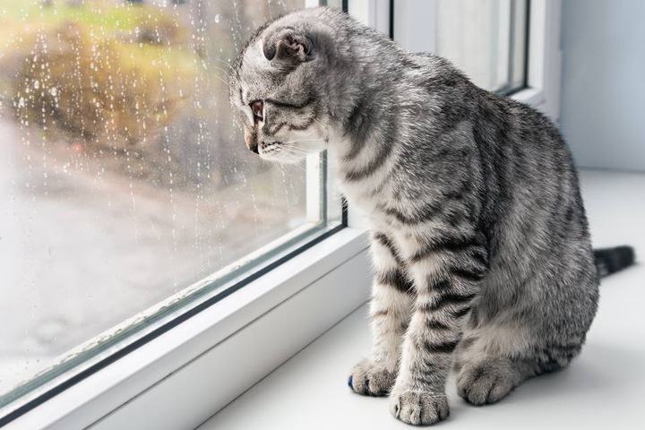 Da bleibt nur der Blick aus dem Fenster: Katzen haben in Leipzig Hausarrest.