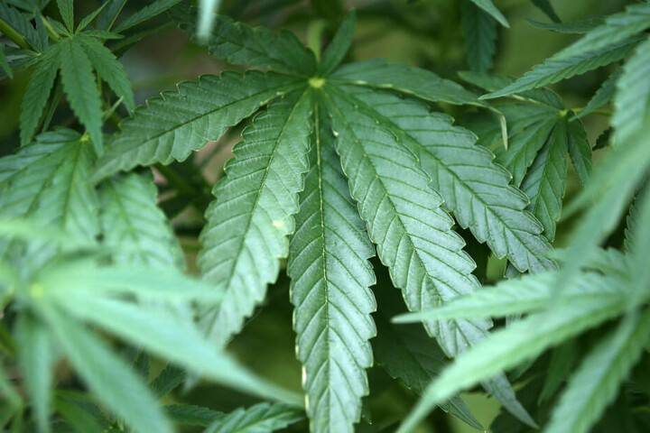 Die Cannabisläden verkauften auch illegale Substanzen. (Symbolbild)