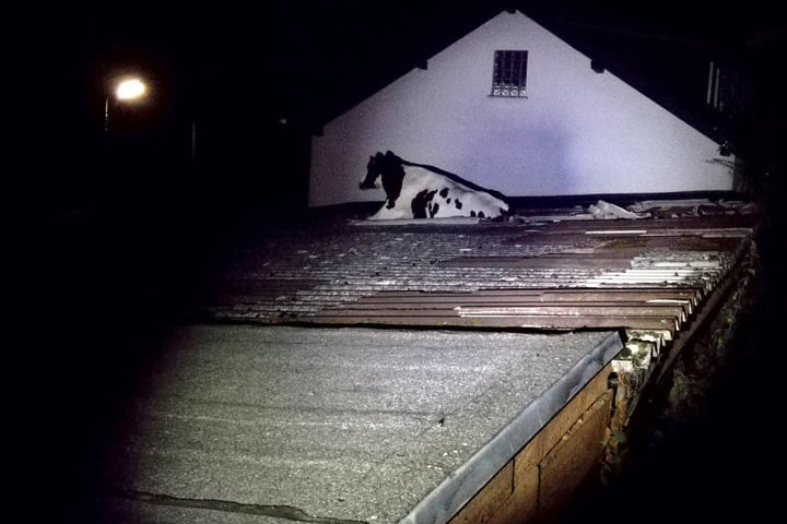 Eine ausgebrochene Kuh war in Morsbach in ein Wellblechdach eingebrochen und wurde von der Feuerwehr gerettet.