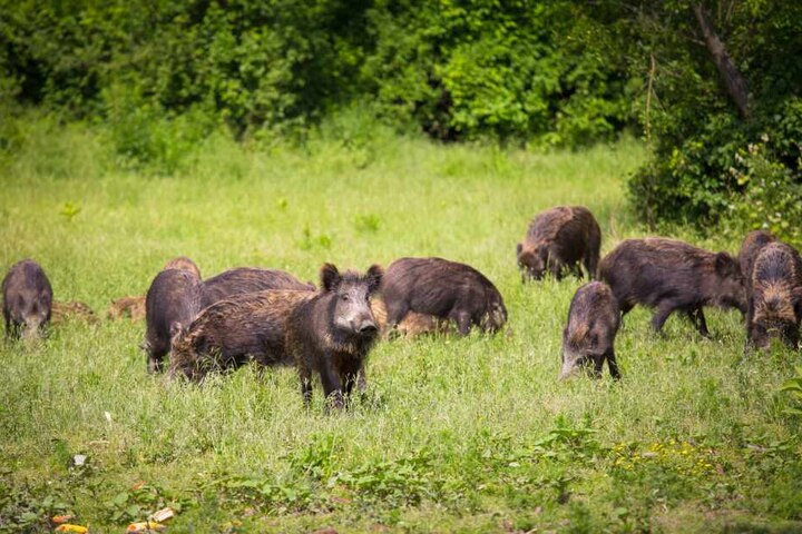 Eine Wildschweinrotte hatte die beiden Wanderer auf einen Holzstapel gejagt (Symbolbild).
