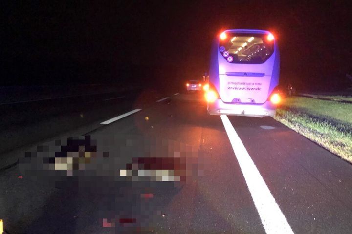 Die Wildschweine waren auf der rechten Spur der Autobahn unterwegs.