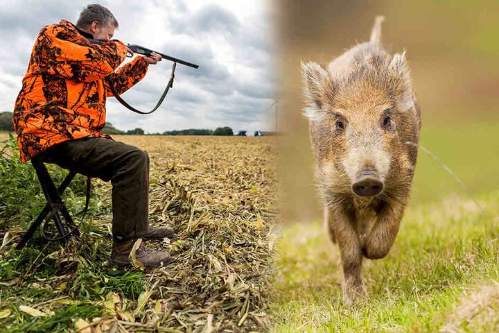 Waidmanns Traum: Die Jäger müssen sich nur gedulden, bis ihnen ein Schwein vor die Flinte läuft. (Bildmontage)