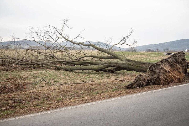 Auf einem Feld wurde ein weiterer Baum entwurzelt.