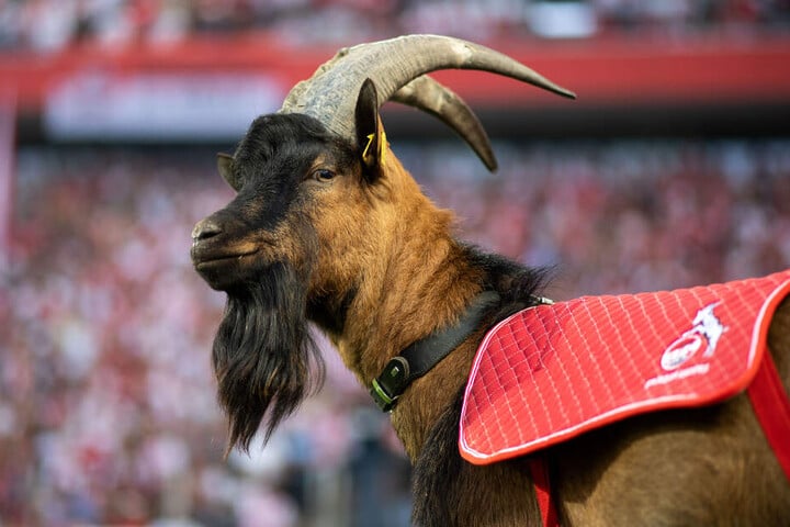 Geißbock Hennes IX. sorgt mit seinem Bart für Aufsehen und unterstützt den 1. FC Köln als offizielles Wappentier.