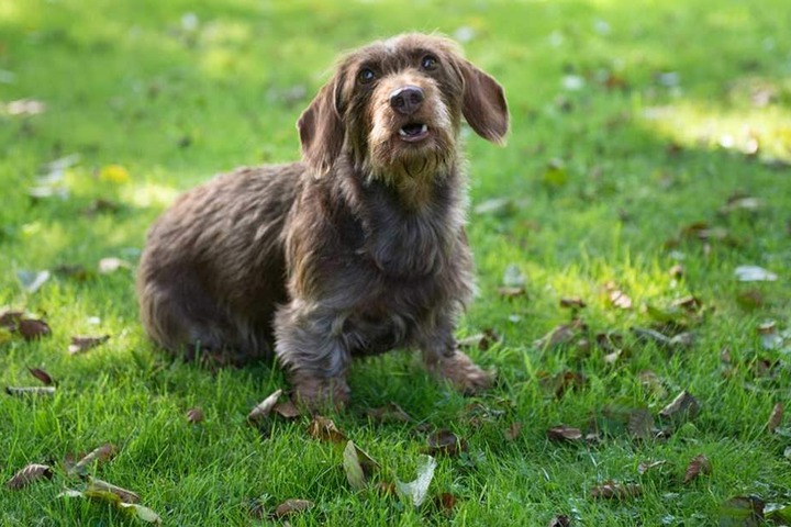 Dackel Bonnie hat eine Ausbildung zum Jagdhund gemacht.
