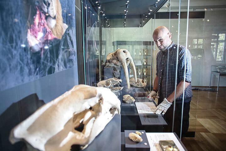 Ekkehart Mättig beim Einrichten der Vitrinen für die "Coole Köpfe"-Ausstellung im Görlitzer Naturkundemuseum.