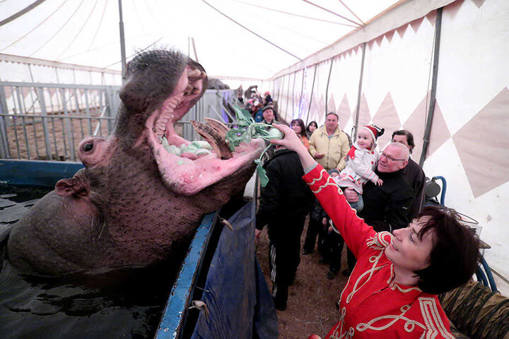 „Keine Wildtiere im Zirkus“ fordern über 500 Zwickauer von der Stadtverwaltung.