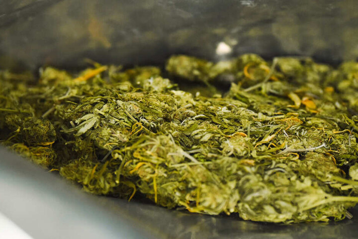 47 Kilo Marihuana stellte die Polizei sicher. (Symbolbild)