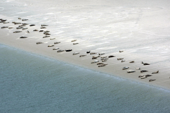 Luftaufnahme: Seehunde liegen im Wattenmeer auf einer Sandbank bei Emden (Niedersachsen).