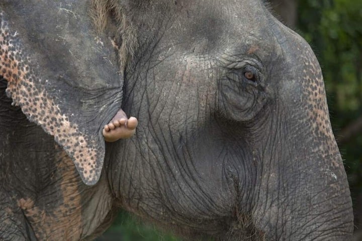 Der Elefant hatte einen Testesteronschub. (Symbolbild)