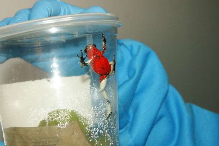 Eine Mitarbeiterin der kolumbianischen Umweltbehörde hält einen Behälter mit einem giftigen Frosch in ihren Händen.
