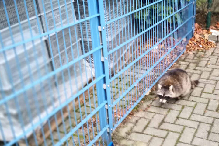 Der Waschbär nach seiner "Befreiung".