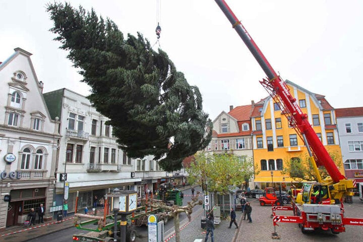 Per Kran wurde der Baum auf den Alten Markt gestellt.