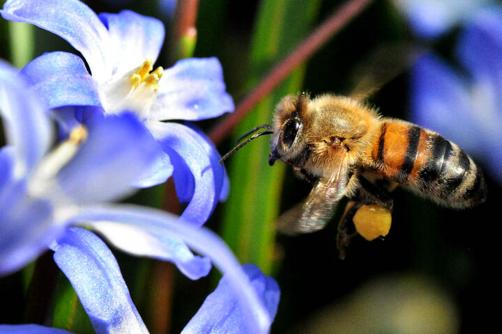 Für erwachsene Bienen ist die Tierseuche ungefährlich.