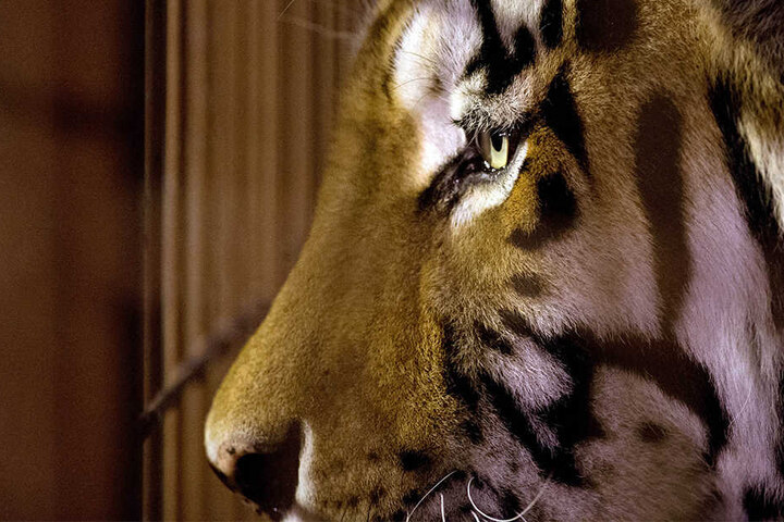 Für eine Ausstellung wird der Tiger nun präpariert.