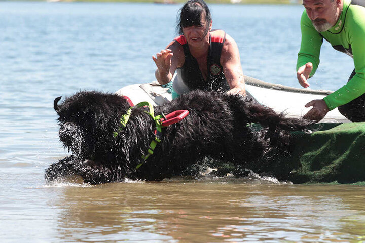Trainerin Yvonne Bernhardt (57) mimt eine verunglückte Surferin. Kein Problem für Neufundländer Wally, der Wasserarbeitshund schleppt sie ab.