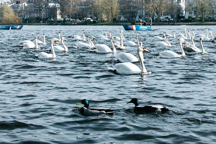 120 Schwäne wurden von ihrem Winterquartier zurück auf die Alster gebracht.