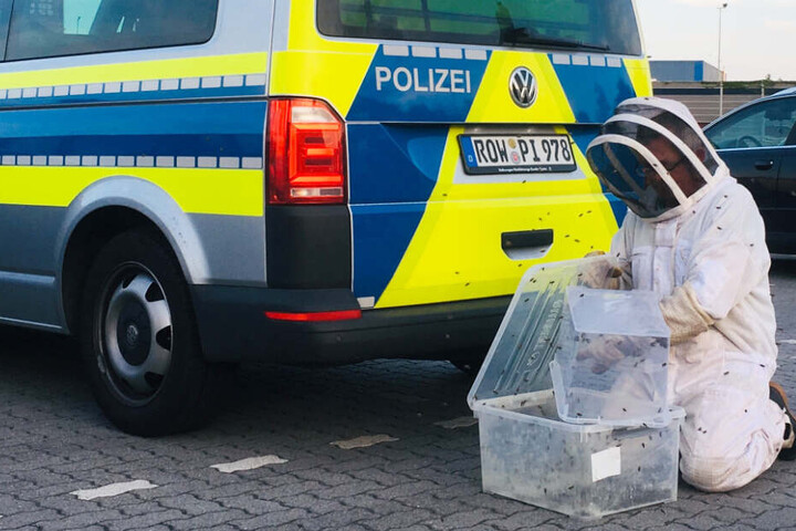 Der Imker fängt im Auftrag der Polizei den Bienenschwarm ein.
