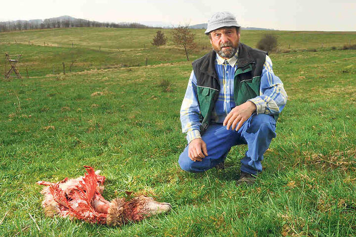 Ende März nahe Hohnstein: Wolfsrisse in Ehrenberg. Bauer Kranz
begutachtet den Schaden.