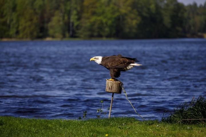 Schaafs Weißkopfseeadler genießt den Luftzug am Moritzburger Mittelteich.