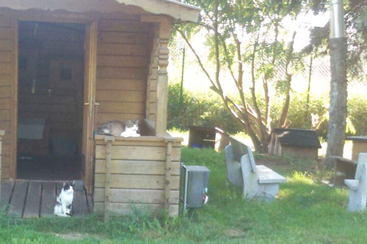 Im Außenbereich gibt es extra für diejenigen Katzen ein Gehege, die menschenscheu sind. "Ab und zu werden welche zutraulich und wir können sie mit ins Gebäude zu uns nehmen."