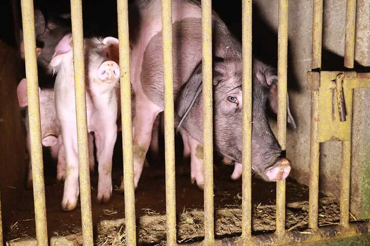Diese Rüsseltierchen hatten Schwein. Sie überlebten den Scheunenbrand.