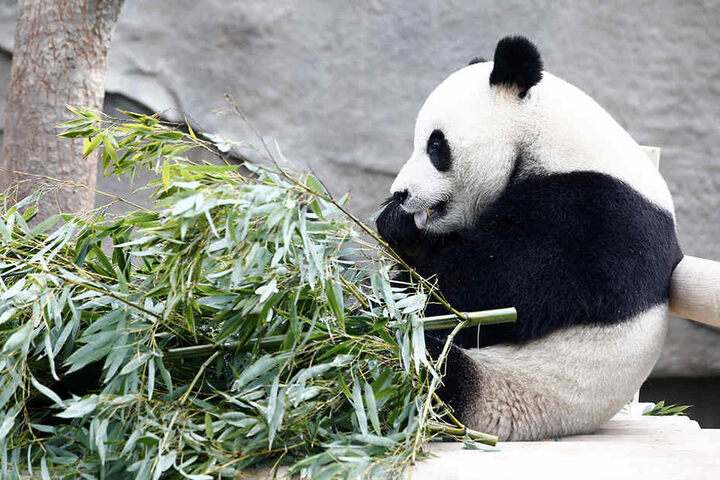 Am liebsten frisst der Panda Bambus.