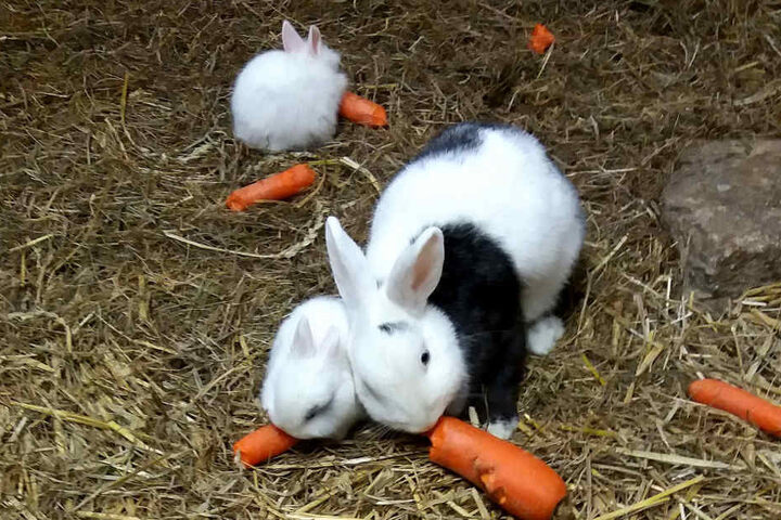 Die Zwergkaninchen haben Mini-Nachwuchs bekommen.