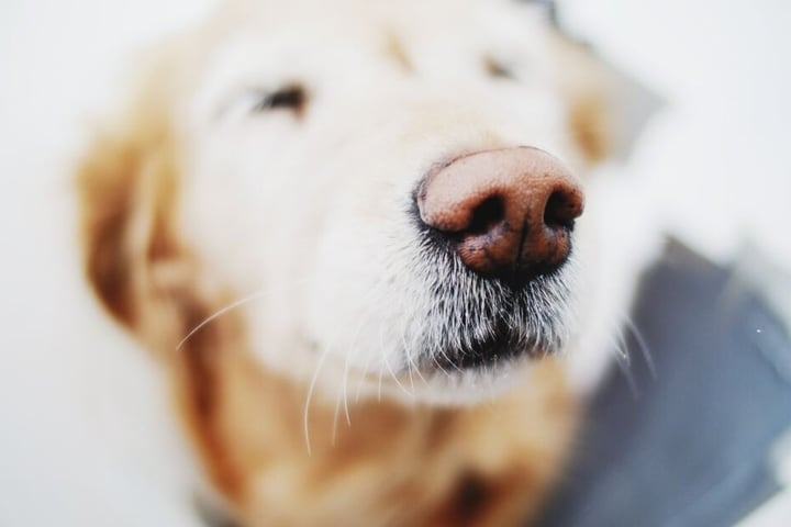 Wenns übel riecht, war es oft der Hund.