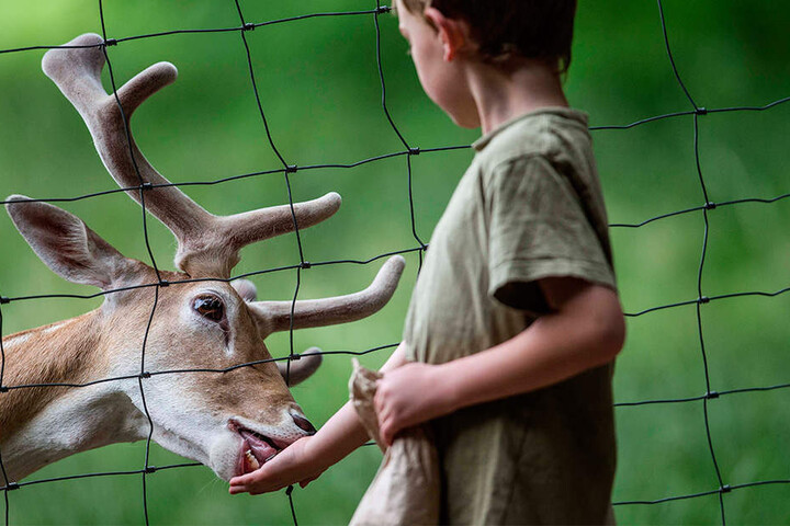 Auch Damwild mästeten Besucher ungewollt tot.