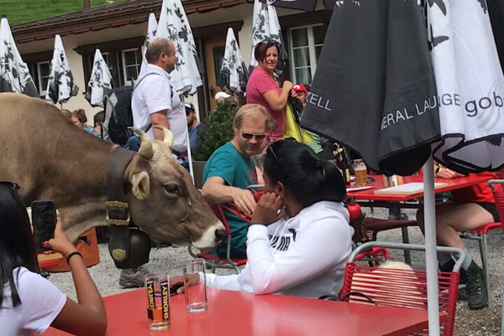 Die Kuh war äußerst neugierig und schlenderte friedlich zwischen den Gästen umher.