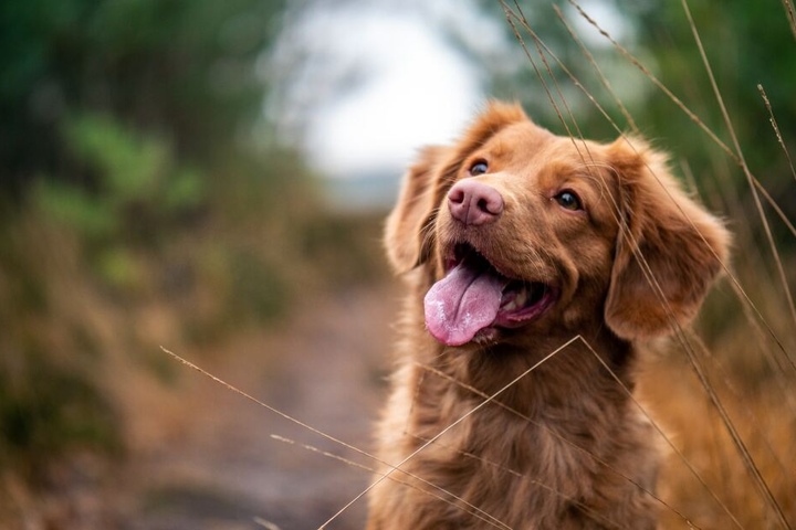 Ein gesunder Hund sollte vorwiegend mit für Hunden geeigneten Futtermitteln gefüttert werden.